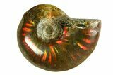 3/4 to 1" Flashy Red Iridescent Ammonite Fossil - Photo 3